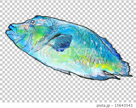 拿破崙魚 15643543