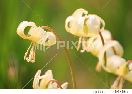 キバナカタクリ 15643667