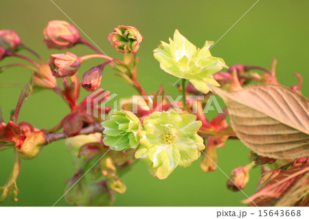 ギョイコウ 15643668