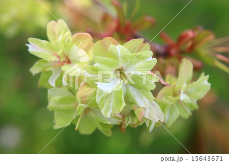 ギョイコウ 15643671