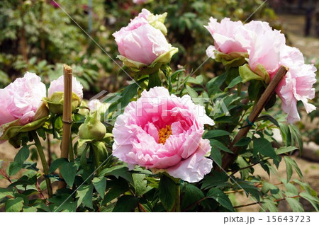 ボタンの花 15643723