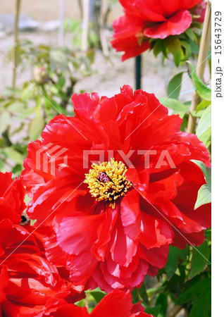 ボタンの花 15643729