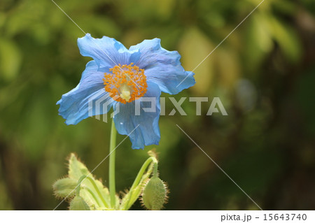 ヒマラヤの青いケシ 15643740