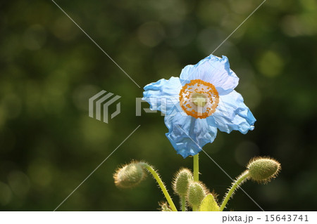 ヒマラヤの青いケシ ヒマラヤの青いケシ 15643741