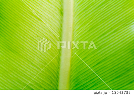 Close up natural green leaf background texture 15643785
