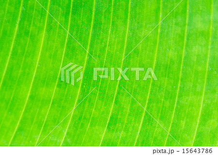 Close up natural green leaf background texture 15643786