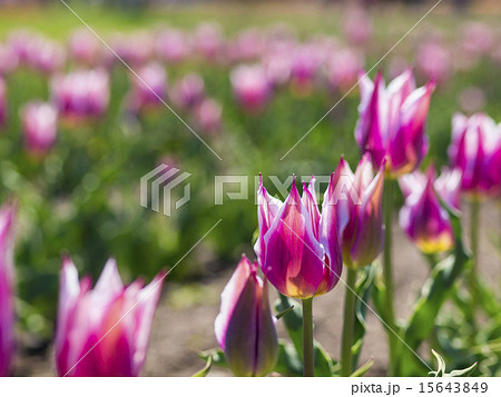 チューリップ(バラード) チューリップ(バラード) 15643849