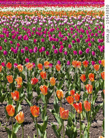 チューリップ(ガーデン・横整列) 15643850