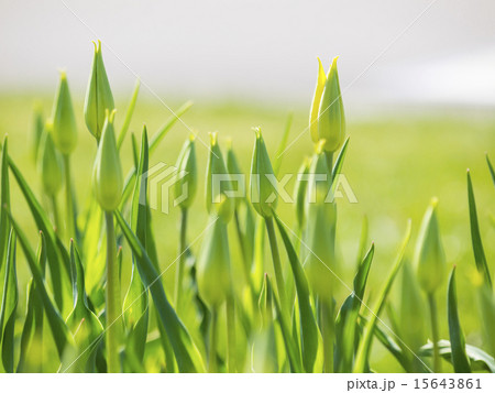 チューリップの蕾たち 15643861