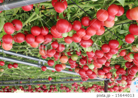 えこりん村のとまとの森 15644013