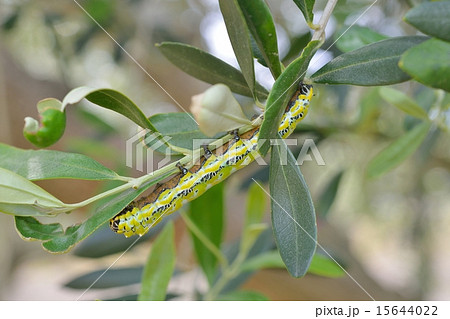 オリーブの葉を食べるイボタガの幼虫の写真素材