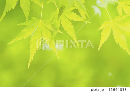 モミジの新緑 15644053