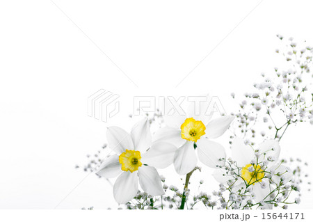 Spring floral border, beautiful fresh narcissus flowers 15644171