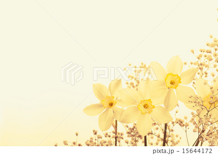 Spring floral border, beautiful fresh narcissus flowers 15644172