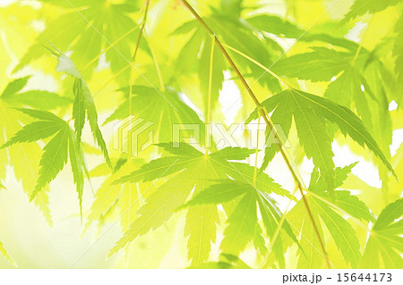 モミジの新緑 15644173
