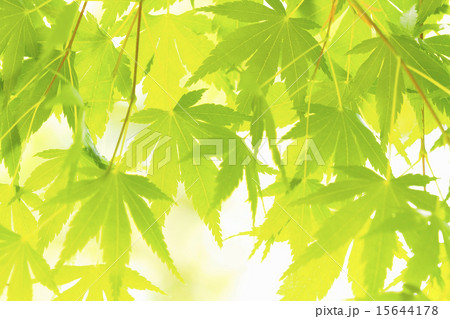 モミジの新緑 15644178