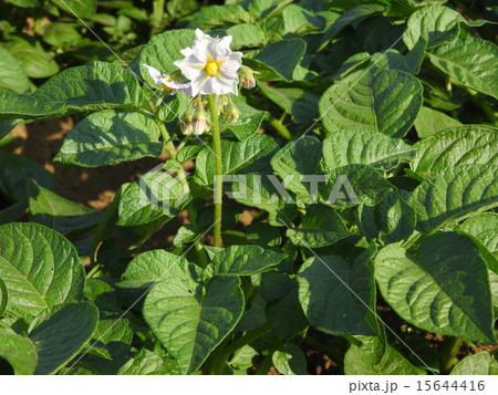 植えつけから約90日と、比較的短期間で収穫できるジャガイモ。 15644416