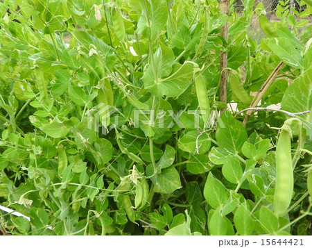 11月頃に植え付ければ、翌年の春には収穫できるサヤインゲン。 11月頃に植え付ければ、翌年の春には収穫できるサヤインゲン。 15644421