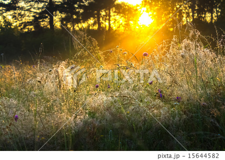 rural landscape with the sun beams on a meadow rural landscape with the sun beams on a meadow 15644582