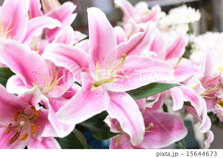 blooming beautiful pink flower isolated on white 15644673
