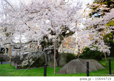 石割桜 天然記念物 石割桜 天然記念物 15644719