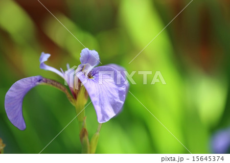 絶滅危惧植物 ナスヒオウギアヤメ 絶滅危惧Ⅱ類 絶滅危惧植物 ナスヒオウギアヤメ 絶滅危惧Ⅱ類 15645374