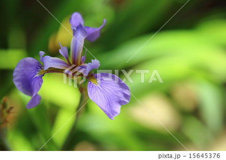 絶滅危惧植物　ナスヒオウギアヤメ　絶滅危惧Ⅱ類 15645376