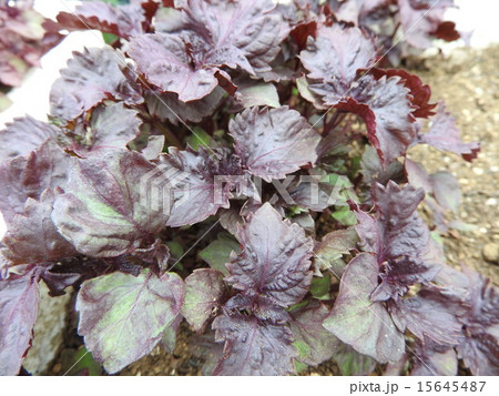 梅干しなどの色づけに使う赤紫蘇は、苗を買ってきて植えるだけ。ベランダでも楽しめる。 梅干しなどの色づけに使う赤紫蘇は、苗を買ってきて植えるだけ。ベランダでも楽しめる。 15645487