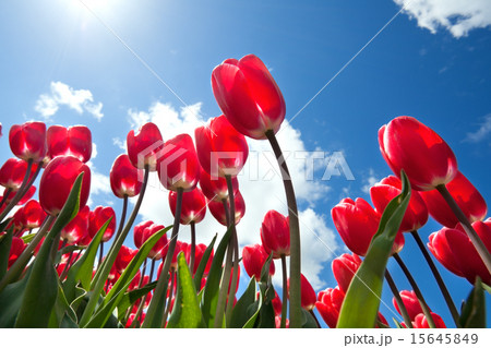 red tulips over blue sky 15645849