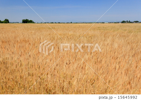 麦秋の埼玉県北穀倉地帯 15645992
