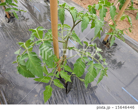 トマトは、畑でもプランターでも育てやすいので、ベランダ菜園にもおすすめ。 トマトは、畑でもプランターでも育てやすいので、ベランダ菜園にもおすすめ。 15646446