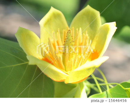 ユリノキの花 ユリノキの花 15646456