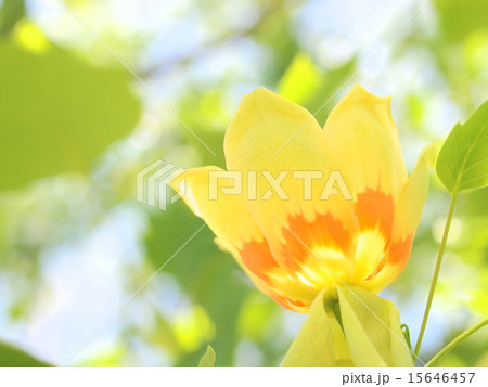 ユリノキの花 15646457