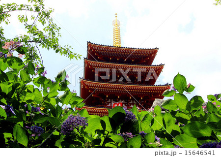 高幡不動と紫陽花 15646541