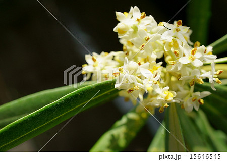 平和の花 15646545