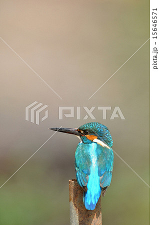 止まり木のカワセミ 止まり木のカワセミ 15646571