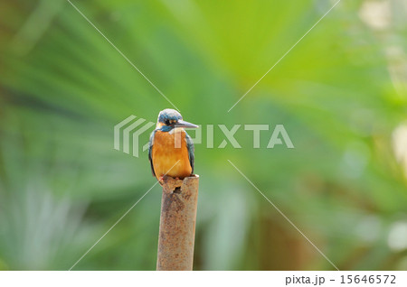 止まり木のカワセミ 15646572