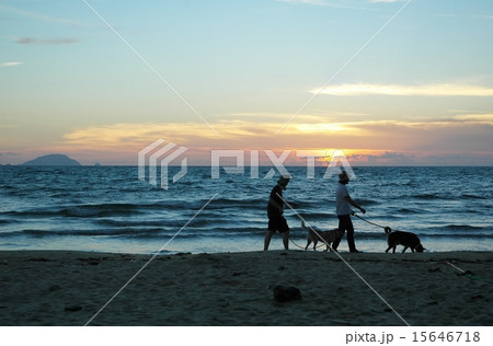 夕暮れ 浜辺 犬 散歩 夕暮れ 浜辺 犬 散歩 15646718