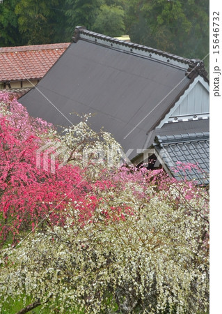 しだれ桃の里 しだれ桃の里 15646732