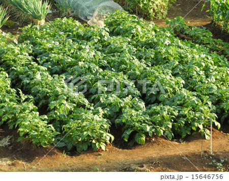 植えつけから約90日と、比較的短期間で収穫できるジャガイモ。 植えつけから約90日と、比較的短期間で収穫できるジャガイモ。 15646756