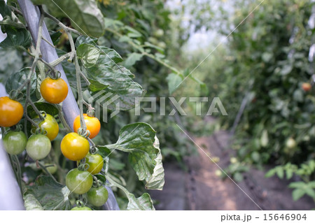 ミニトマトの栽培 15646904