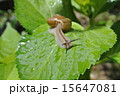 カタツムリ２ 15647081