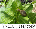 カタツムリの食事 15647086