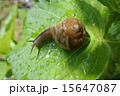 カタツムリの水分補給 15647087