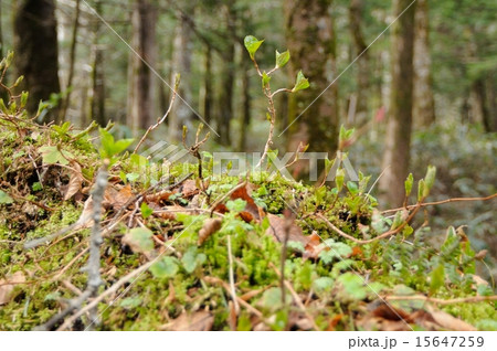 倒木と若葉 15647259