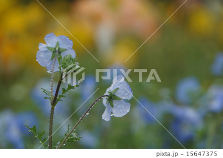 ポピーとネモフィラの花の写真 15647375