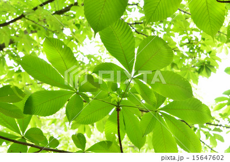 新緑 15647602