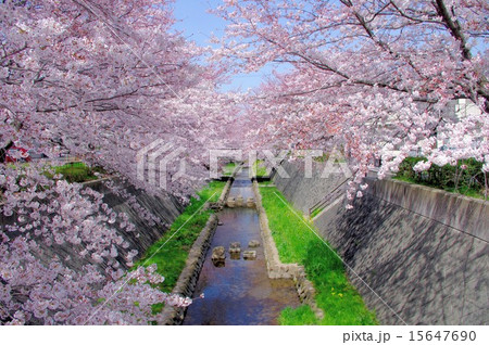 志井川、桜 志井川、桜 15647690