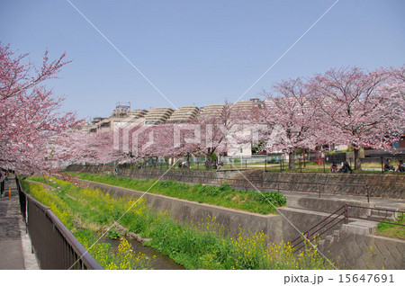 志井川、桜並木 志井川、桜並木 15647691
