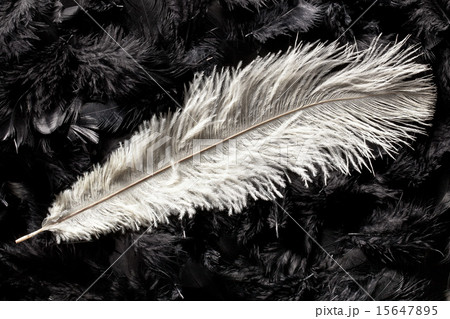 white ostrich feather white ostrich feather 15647895